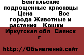 Бенгальские подрощенные красавцы. › Цена ­ 20 000 - Все города Животные и растения » Кошки   . Иркутская обл.,Саянск г.